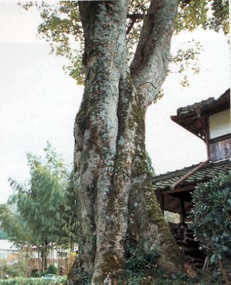 倉本のエノキの写真