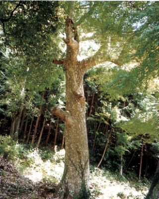 高蔵寺のカゴノキの写真
