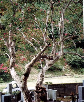 高蔵寺のサルスベリの写真