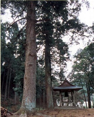 高蔵寺のモミの写真
