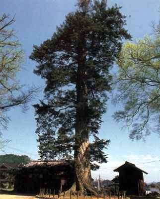 千年モミの写真