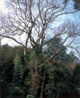 追手神社のムクノキの写真