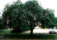 しだれ桜の写真