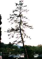 郷愁の松の写真