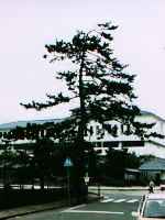 郷愁の松の写真