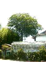 少年動物記の榎木の写真