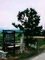一里塚の松の写真