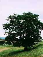 ライトアップの桜の写真