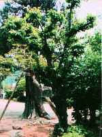 老木の紅梅の写真