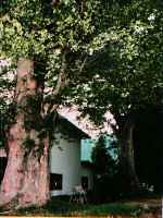 大ケヤキの写真