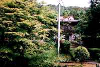 モミジの老木の写真