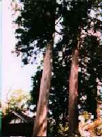 天然杉の写真