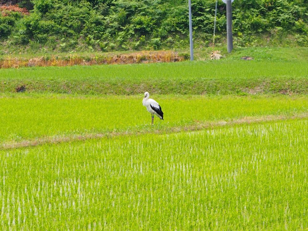 コウノトリ全景