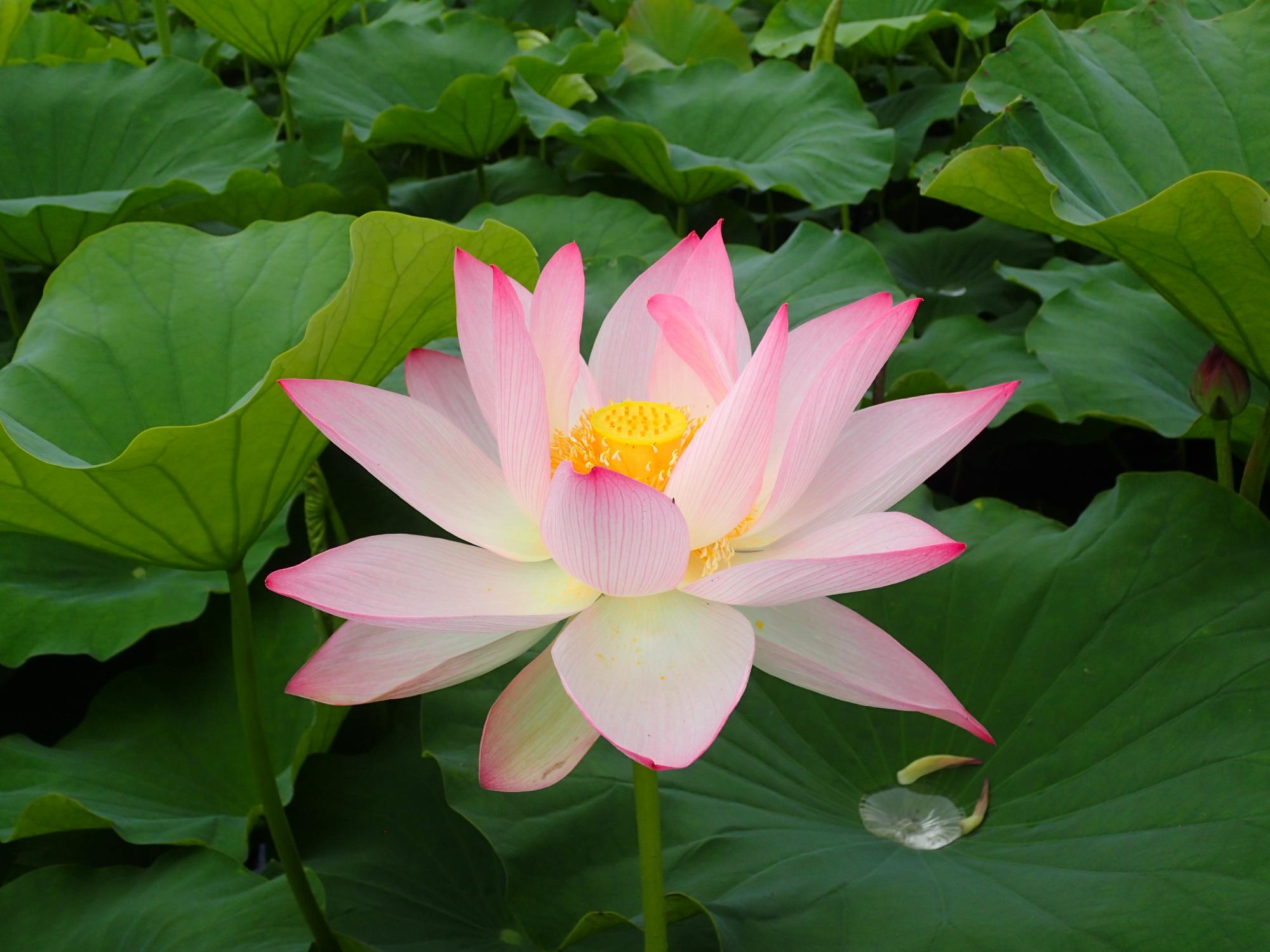 篠山城蓮（篠山紅蓮）