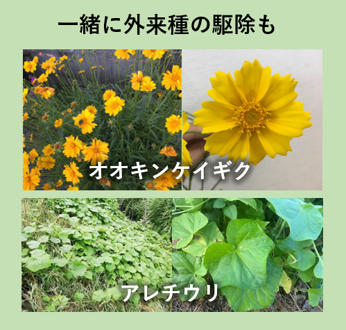 ごみひろいをするとき 一緒に外来種の駆除も