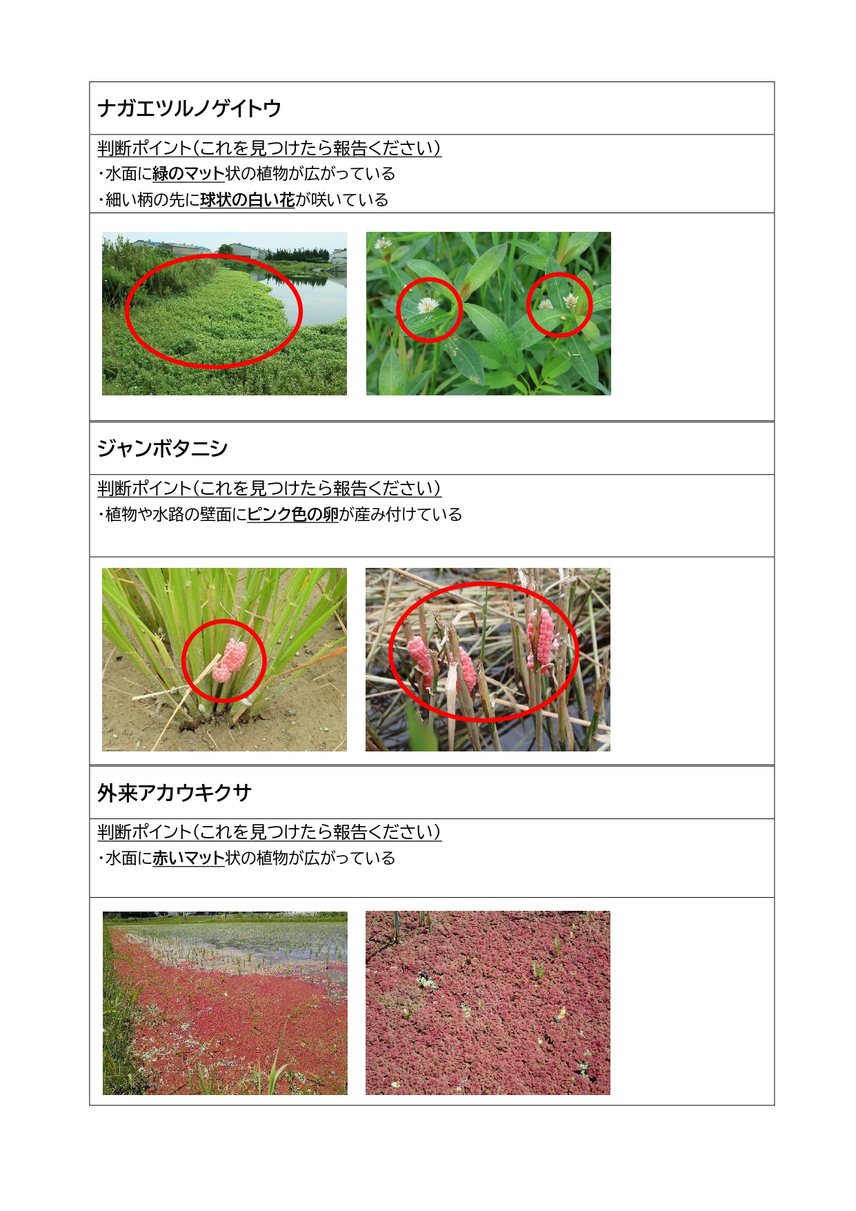外来種特徴