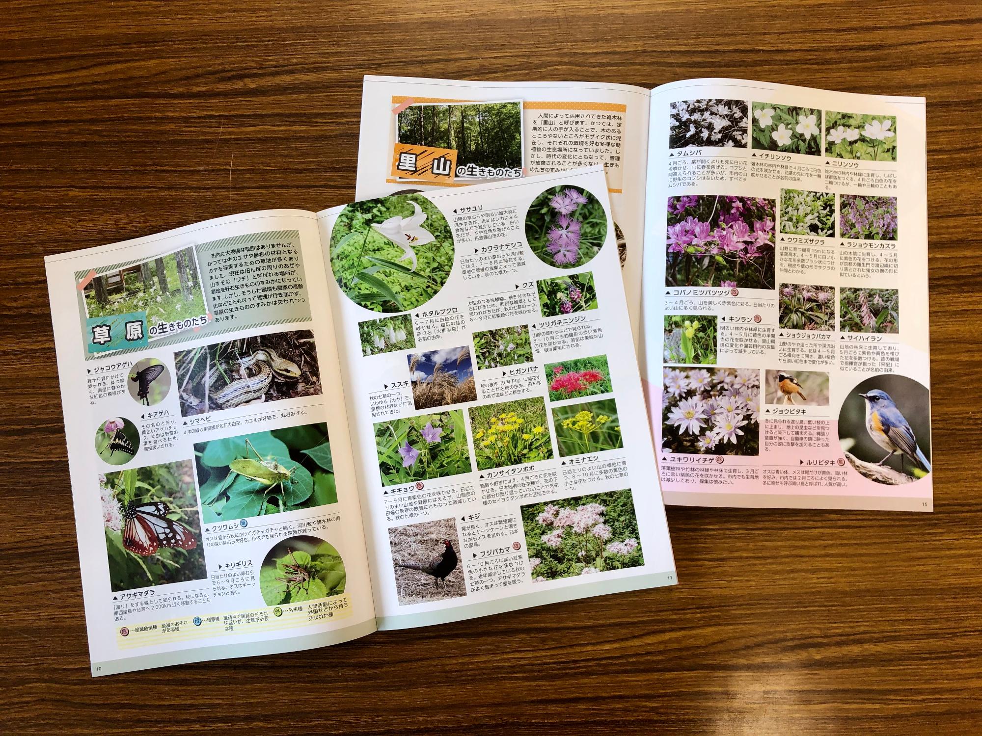 丹波篠山のいきものたち