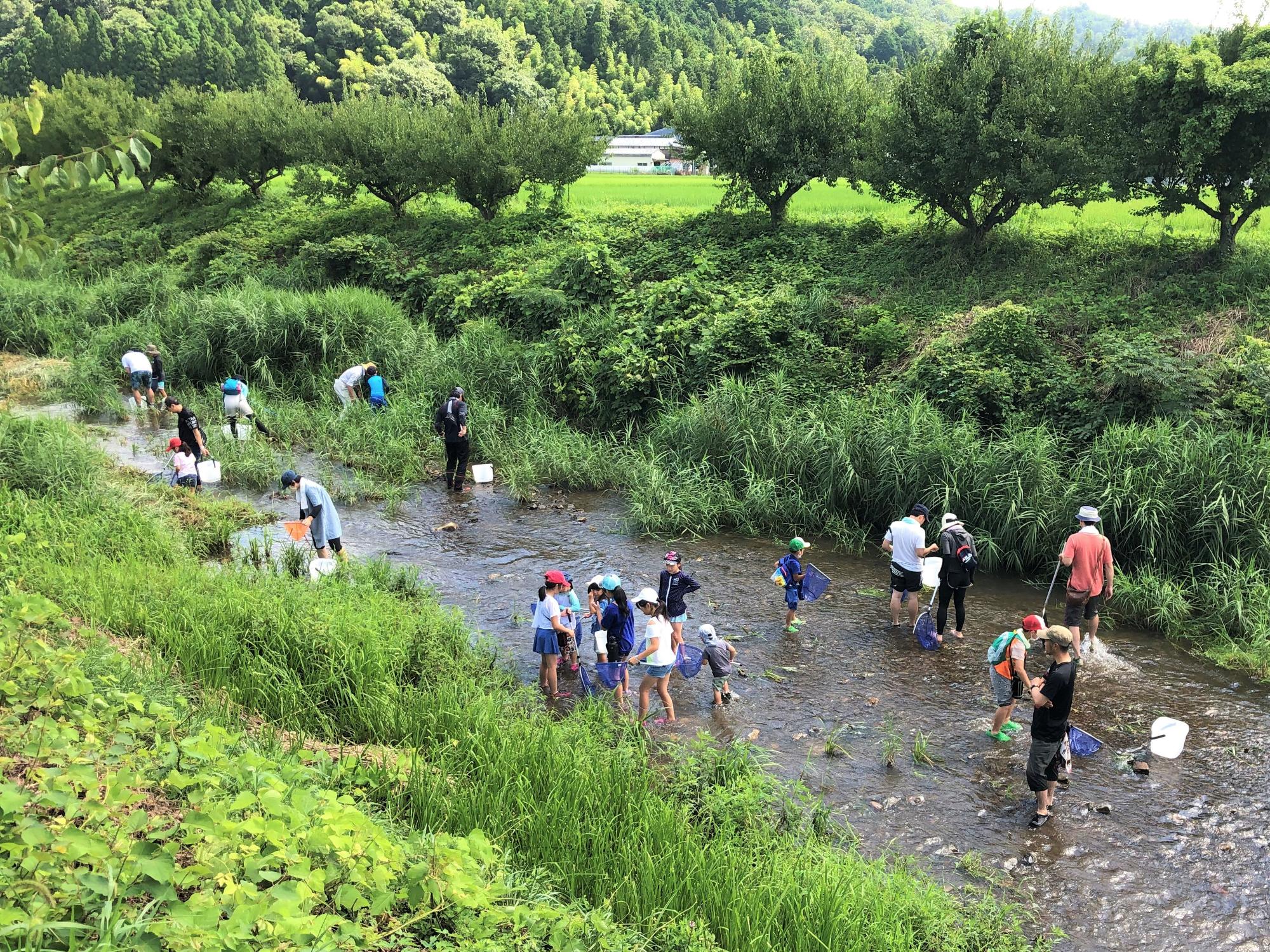 じゃことりの様子