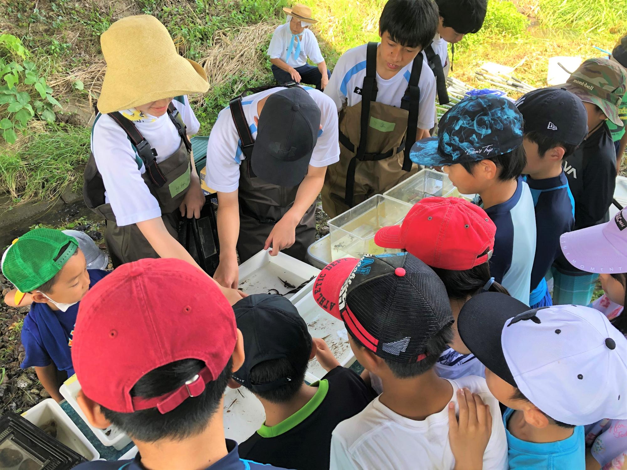 生きものの解説