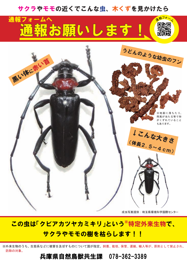 クビアカツヤカミキリチラシ