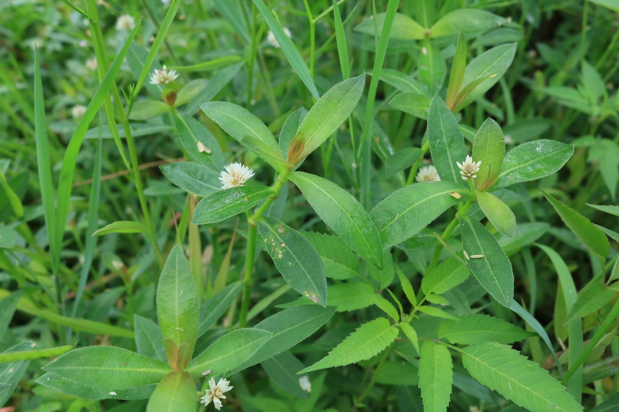 ナガエツルノゲイトウ参考画像