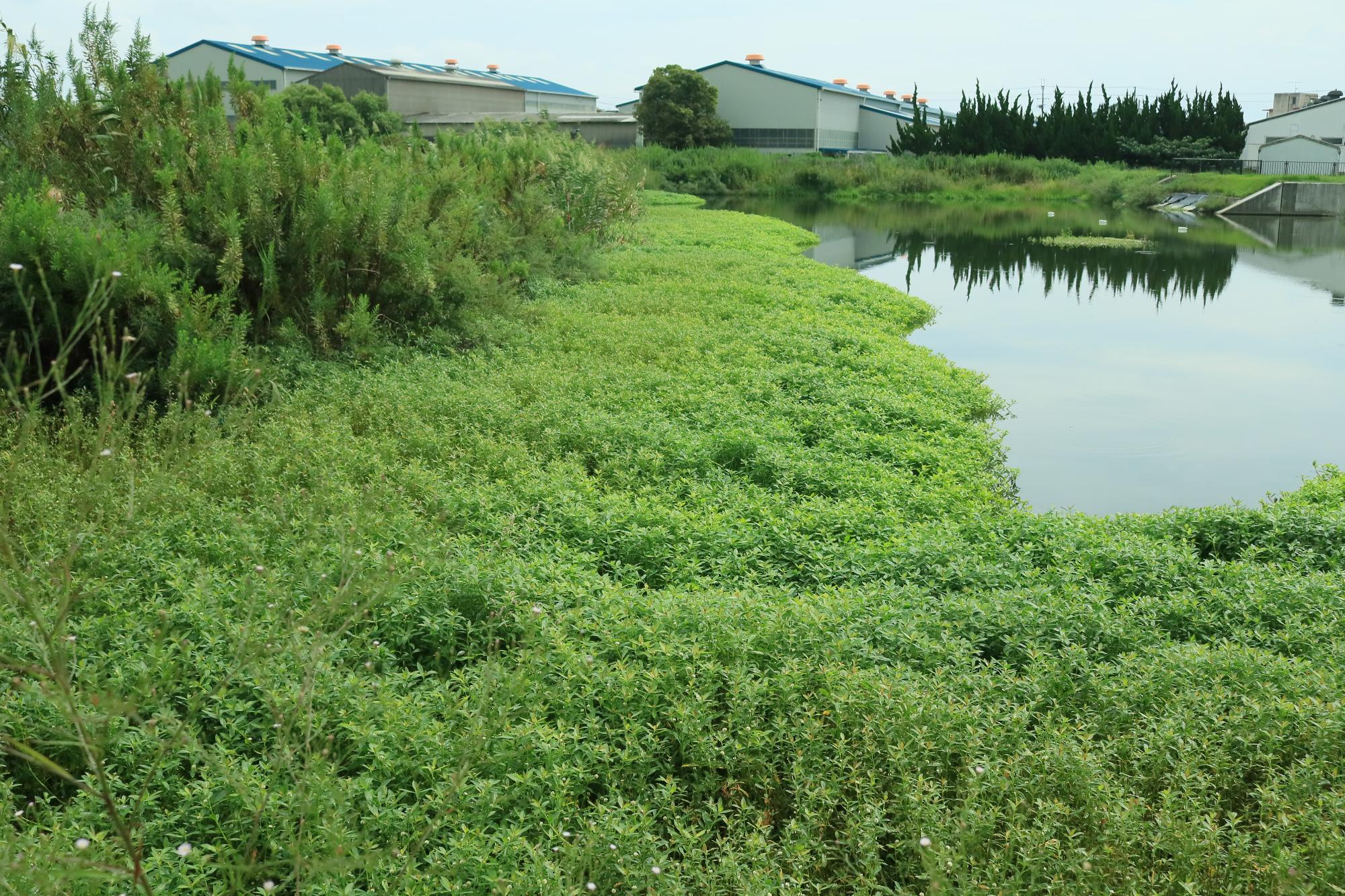 ナガエツルノゲイトウ参考画像