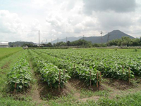 丹波篠山黒豆の圃場の画像