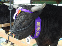 丹波篠山牛の画像